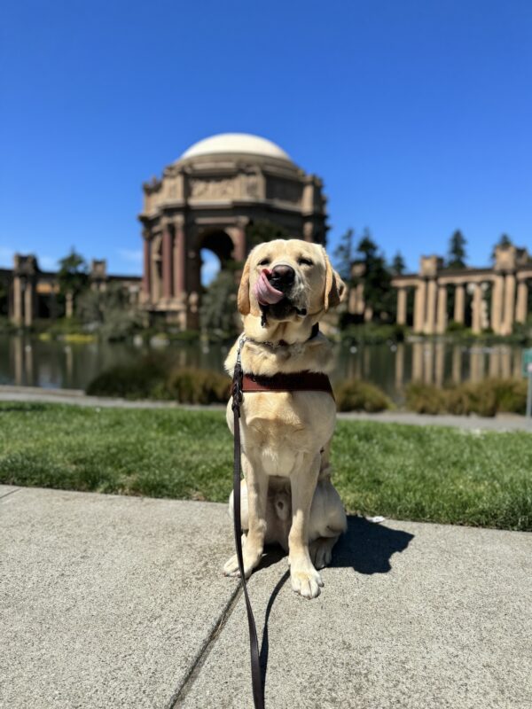 Photo is of yellow lab male Barrett sitting in harness in front of the Palace of Fine Arts. His long tongue is out and wrapped around his nose.