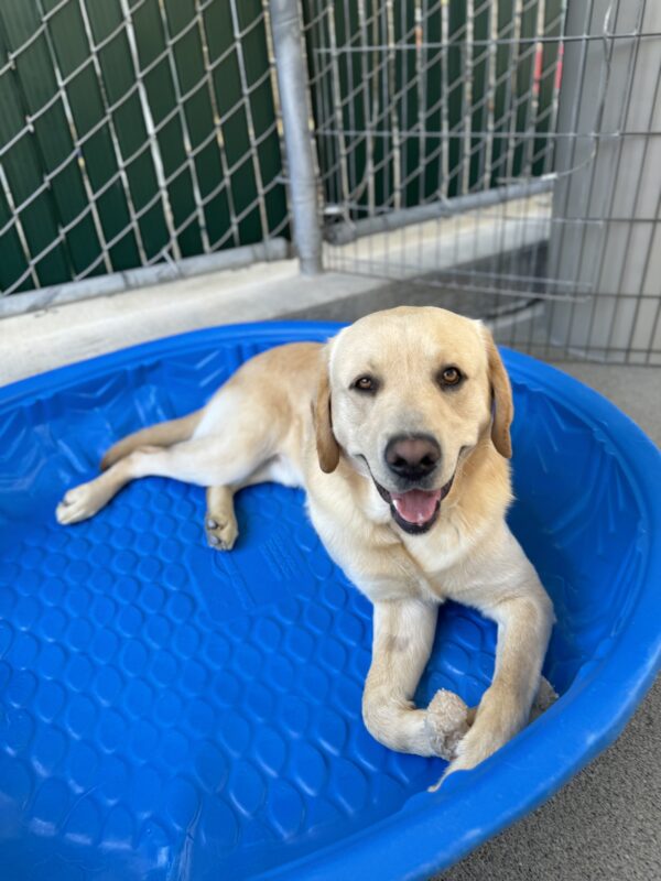 Photo is of Barrett lying down in a blue kiddie pool with a bone between his front paws