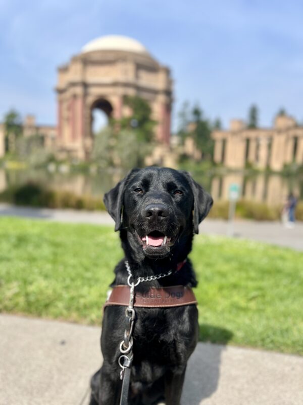 Mustang sits in harness looking at the camera. His mouth is partially open with his tongue sticking out. Behind him is the Palace of Fine Arts on a sunny day.