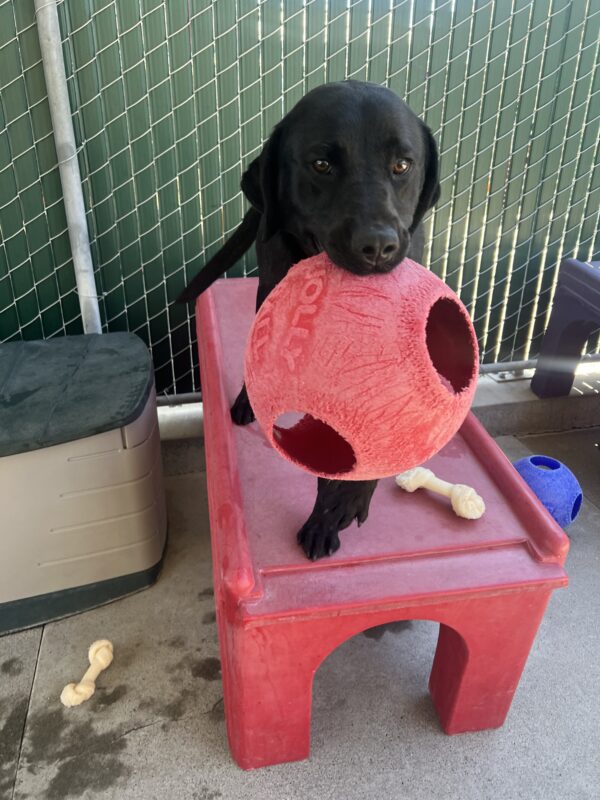 Mustang is standing on a red play structure in Community Run. He is holding a red Jolly Ball in his mouth.