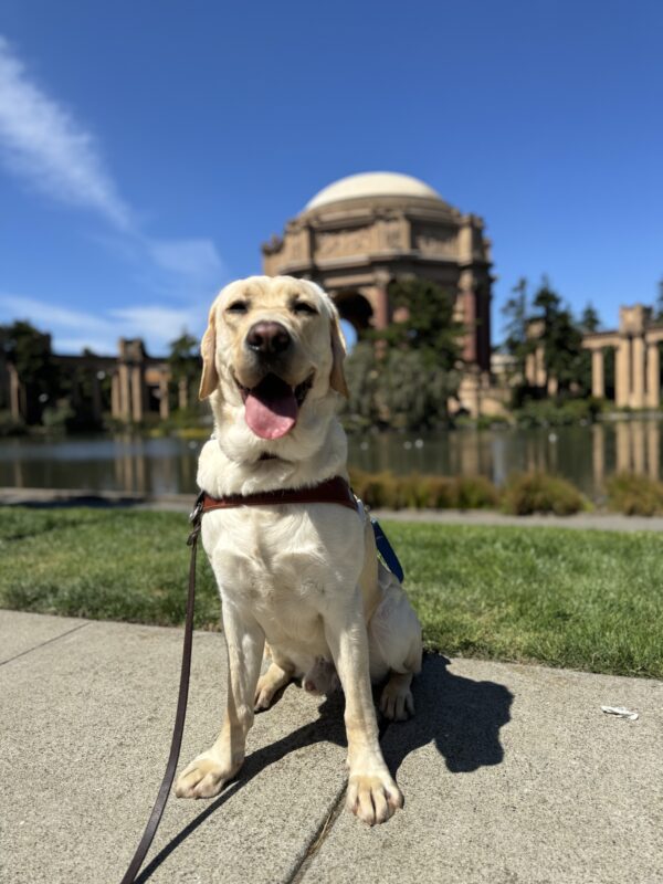 Photo is of yellow lab male Emmett sitting in harness in front of the Palace of Fine Arts with his mouth open in a wide smile and his tongue out.