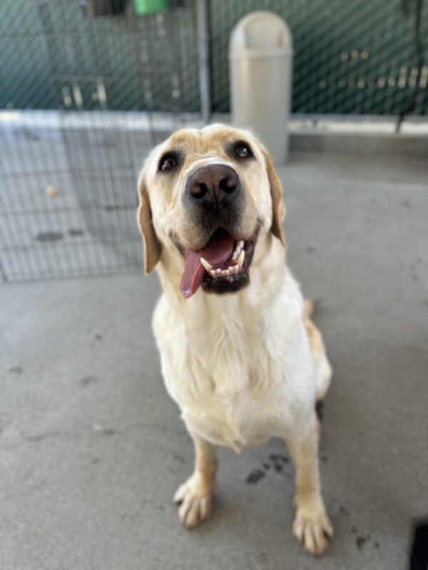 Photo is of Emmett sitting in community run looking up at the camera with his tongue out