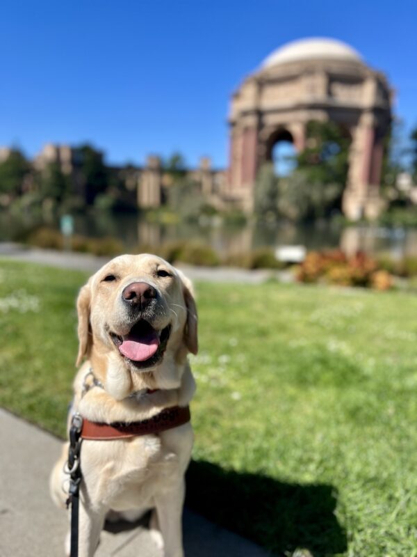 Palm sits in harness looking at the camera. Her mouth is partially open with her tongue sticking out. Behind her is the Palace of Fine Arts on a sunny day.