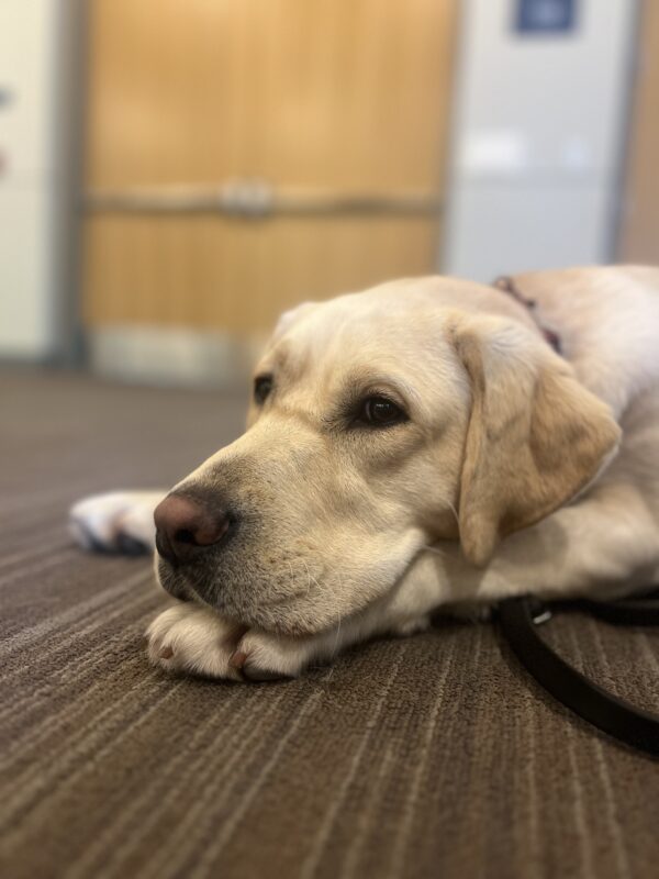 A close up photo of Palm laying down on a carpet. Her head rests on her two front paws while she looks at the camera.