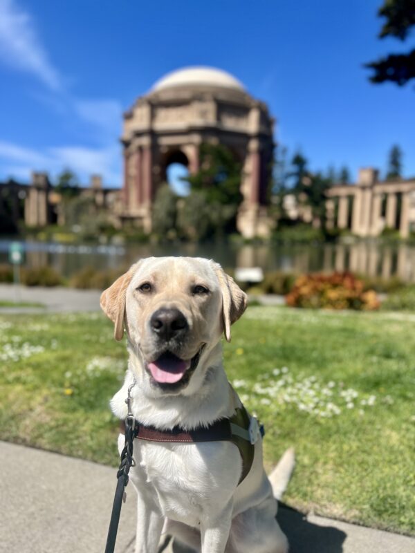 Bidwell sits in harness looking at the camera. His mouth is partially open with his tongue sticking out. Behind him is the Palace of Fine Arts on a sunny day.