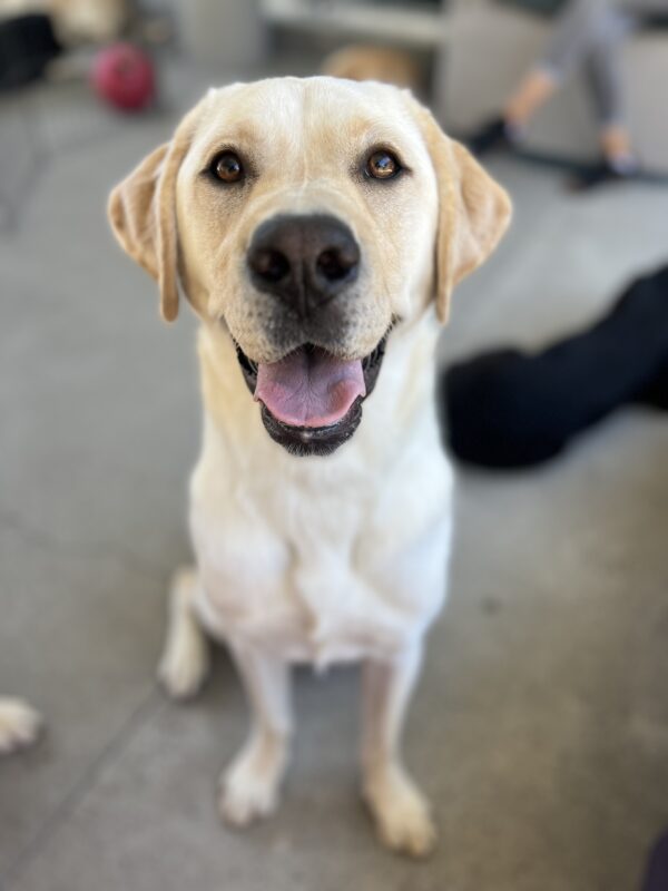 Bidwell sits looking at the camera in Community Run. His mouth is partially open with his tongue sticking out. Behind him in a red Jolly Ball.