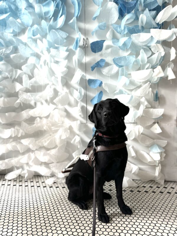 <p>Photo is of black lab female Hallmark sitting in harness in front of a wall decorated with white and blue papers hung on strings.</p>
