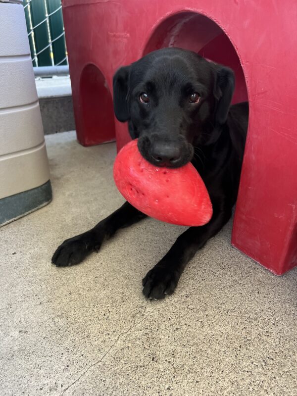 <p>Photo is of Hallmark holding a red jolly egg while lying under a red play structure in community run.</p>