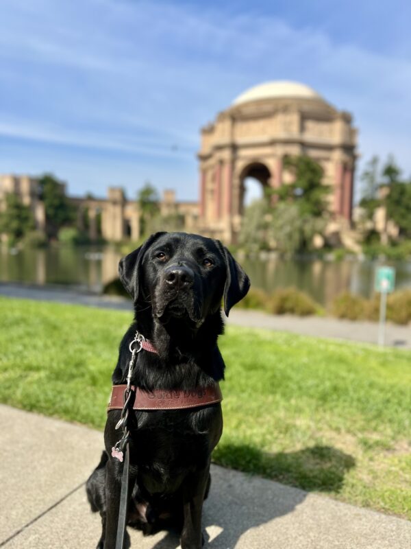 Shamrock sits in harness looking at the camera. Behind him is the Palace of Fine Arts on a sunny day.