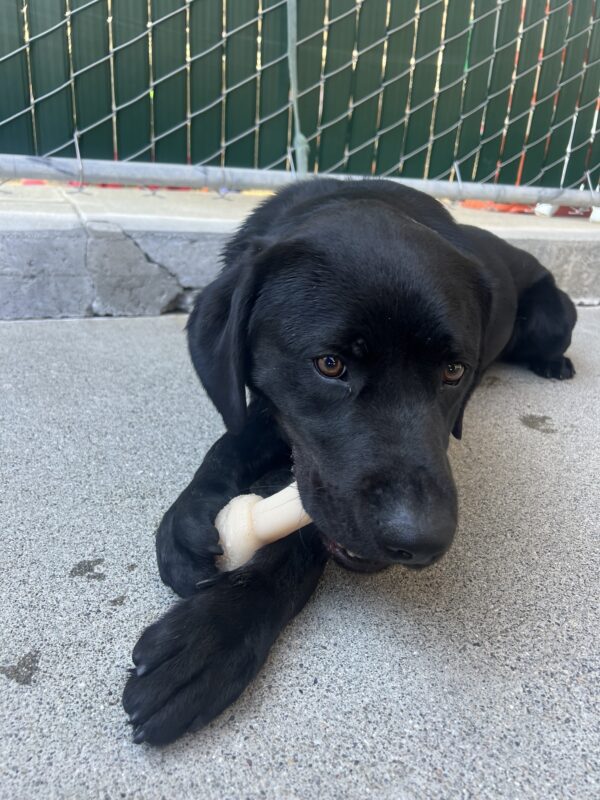 Shamrock lays in Community Run. He is using both front paws to chew on a Nylabone.