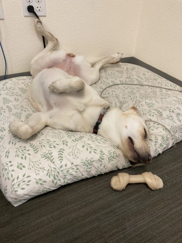 Seattle snoozes on a dog bed. She is belly up.