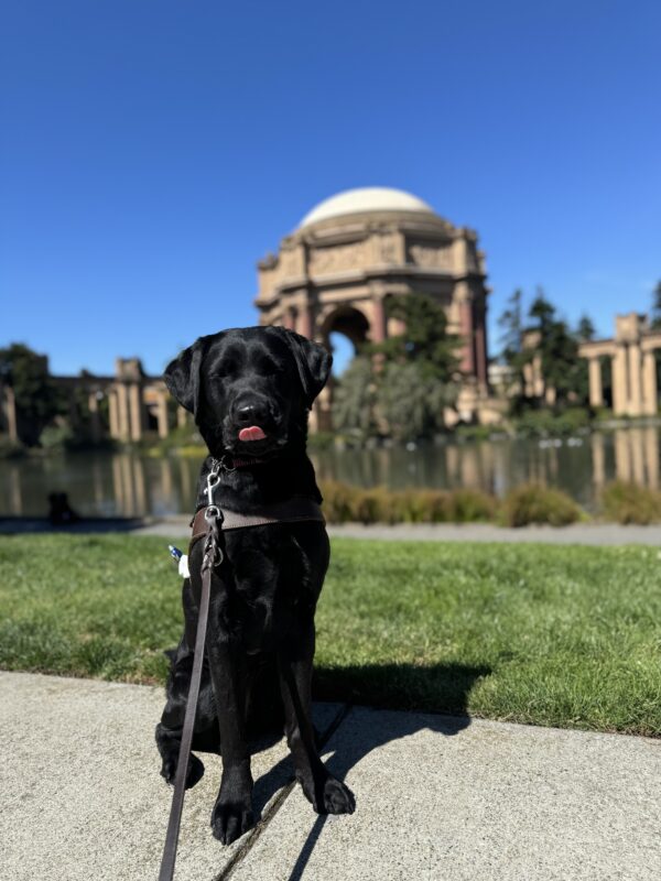 Photo is of black lab female Maizie sitting in harness in front of the Palace of Fine arts with her tongue sitting out and eyes closed.