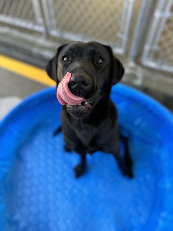 Photo is of Maizie sitting in a blue kiddie pool in community run looking up at the camera with her tongue wrapped around her nose