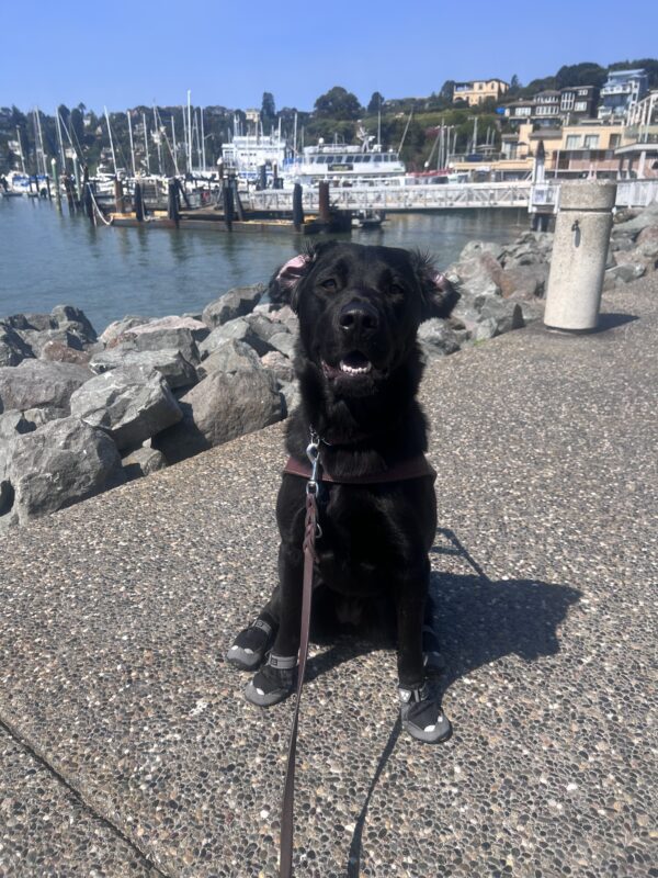 Prima sits with her ears flipped back wearing her signature smile that shows her bottom teeth. She is in harness and all 4 booties. A boat dock and the little town of Tiburon is behind her.