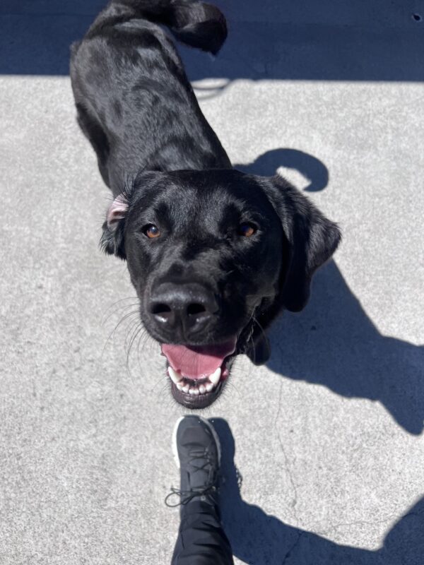 Prima smiles up towards the camera. One ear is flipped and her tail is happily swayed to the side.