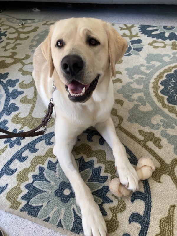 Amalfi is laying on a colorful rug, looking at his instructor while his foot rests on a bone.