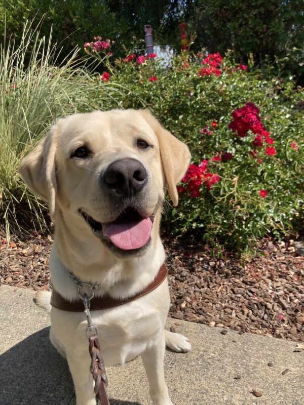 Amalfi sits in his guide harness smiling at the camera. Green bushes with red flowers are behind him.