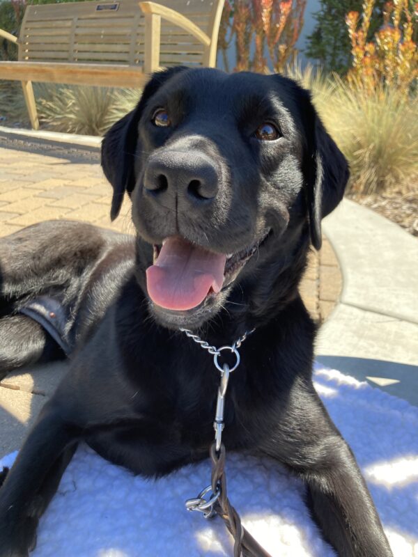 Jakarta is laying on a fleece outside smiling at the camera