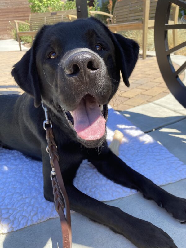 Reeves is laying on a fleece pad outside. He smiles directly at the camera with his tongue hanging out