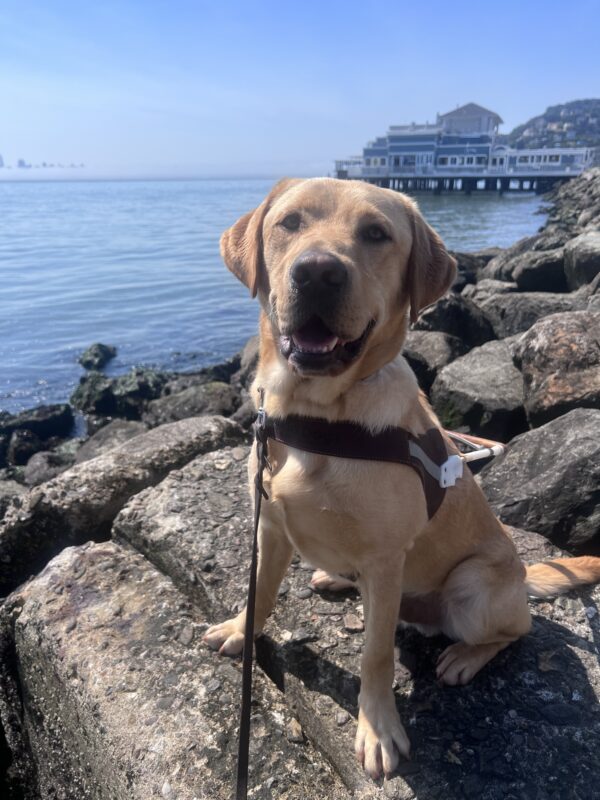 Huey sits on a flat rock and smiles big as he proudly wears his harness. A view of the bay is in the background.