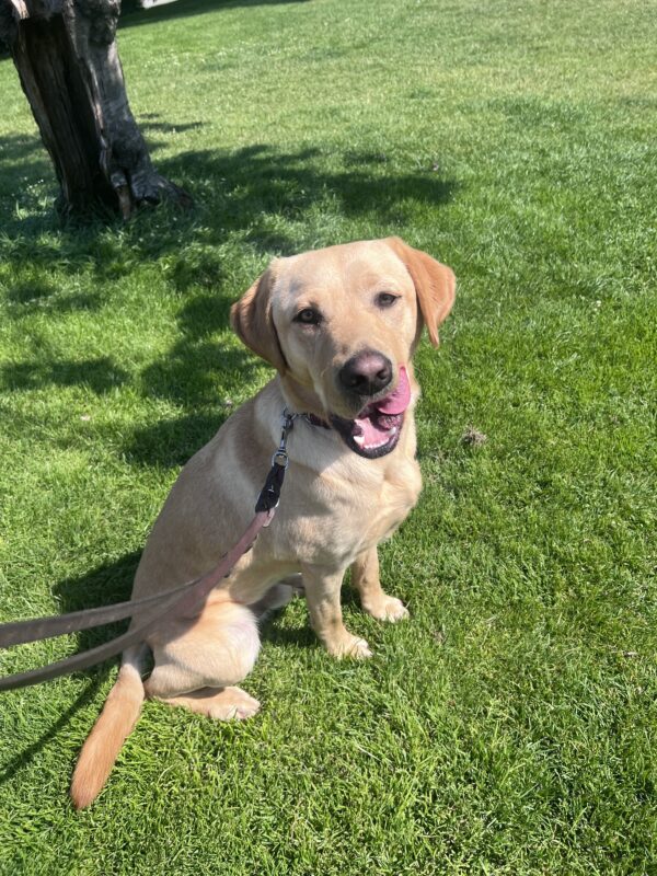 Huey sits a a green lawn. His tongue is out as he licks his lip.