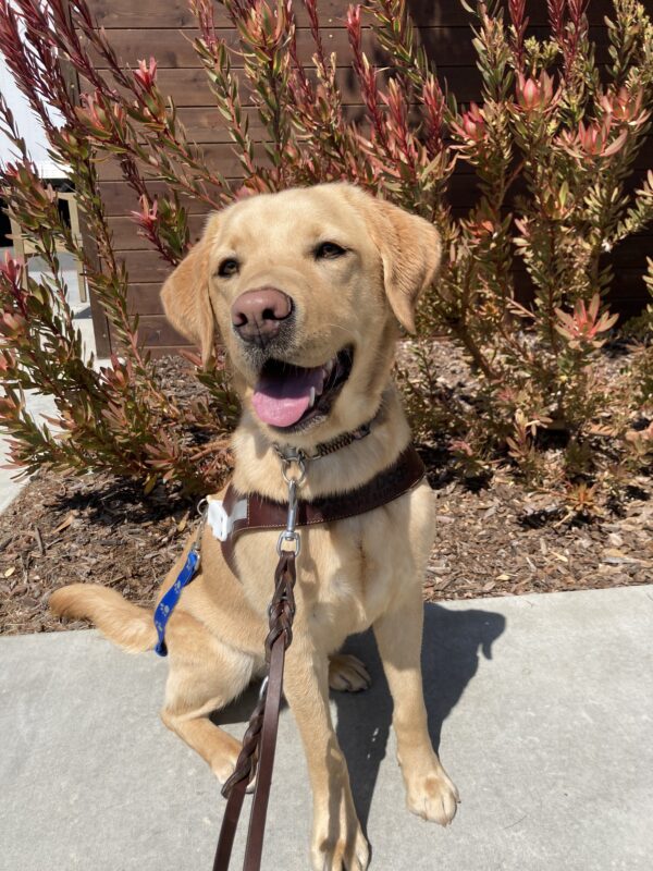 Vonda sits in front of a wooden wall and some landscaping. She is smiling towards the camera while wearing her harness.