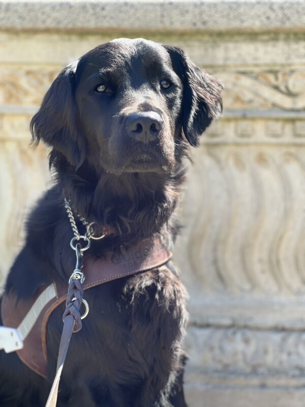 Neutrino proudly wears his harness as he looks ahead. A building is behind him.