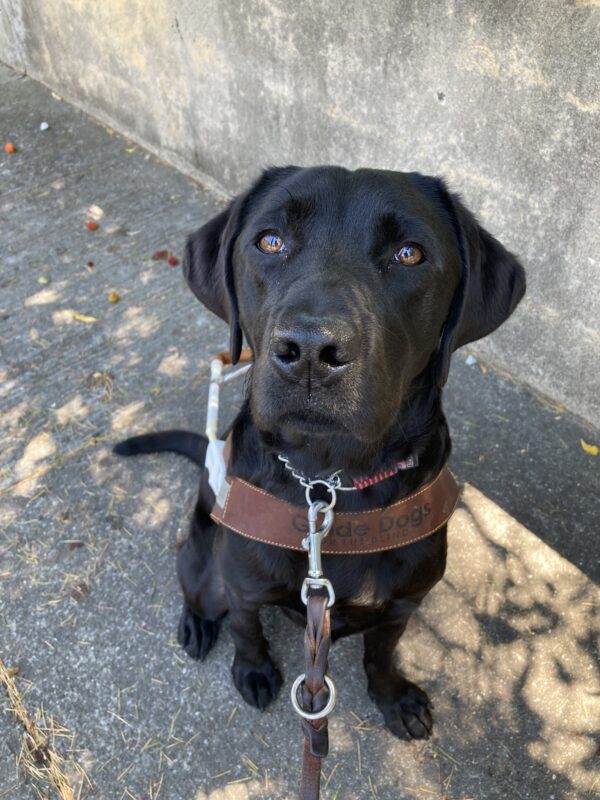 Regina is wearing her harness and is sitting on the sidewalk. Her pretty brown eyes are looking upward toward the camera.