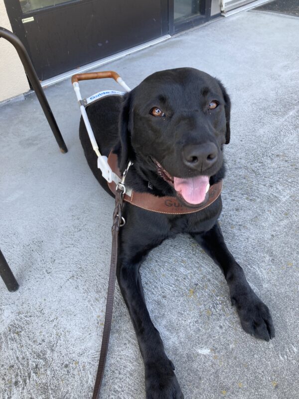 Heiress is wearing her harness and is laying down at a café table. Her mouth is open, exposing her pink tongue as she looks upward toward the camera.