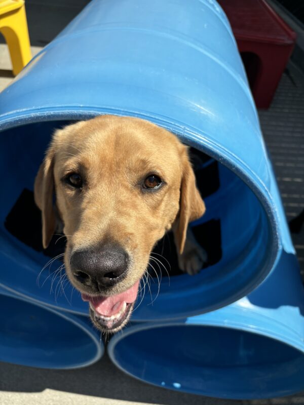 Bosco is standing in a blue barrel play structure. He is looking up at the camera and smiling.