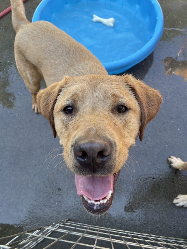 Jacob looks up at the camera while playing in community run. His tongue is hanging out and he’s wet from playing in the pool.
