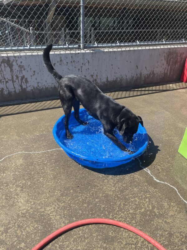Delgado playing in the kiddy pool in community run. He is in a play now position while digging at the water.