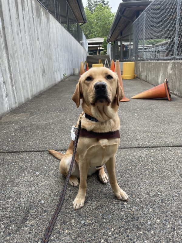<p>Nerissa sits in front of an obstacle course on the Oregon campus. She is wearing a guide dog harness and in the background are various traffic cones and buckets making up the obstacle course.</p>