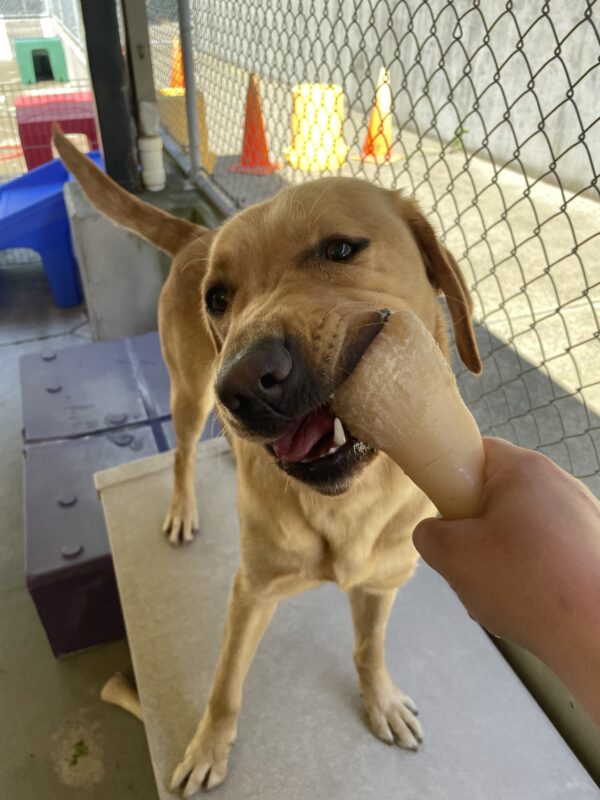 Nerissa is standing on a piece of equipment in community run and chewing on a nylabone while someone holds it for her.