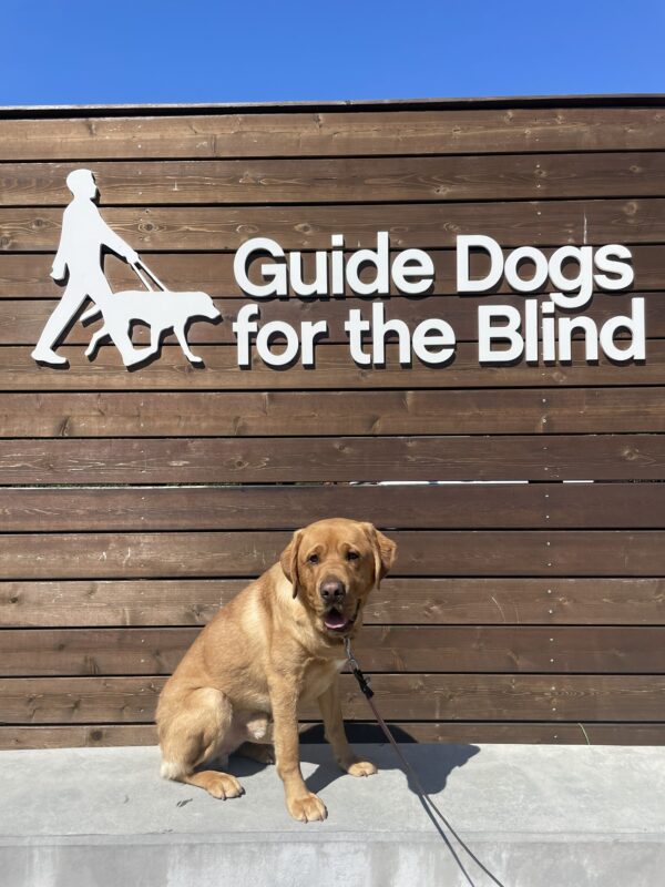 Aiden poses in front of a wooden sign bearing Guide Dogs for the Blind's logo. He is sitting looking at the camera with a slightly open mouth.