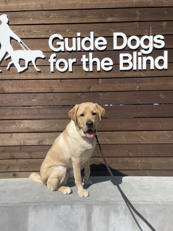 Asher poses in front of a wooden sign bearing Guide Dogs for the Blind's logo. He is sitting looking at the camera with his mouth open.