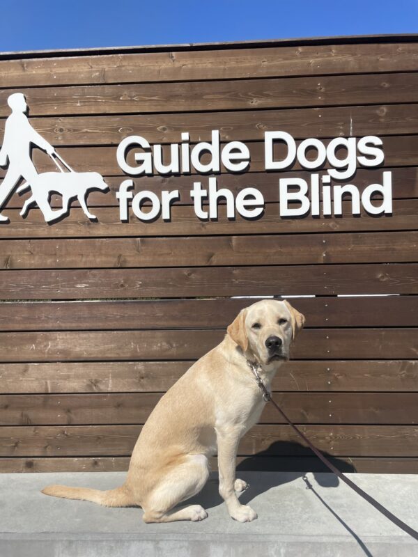 Clarence poses in front of a wooden sign bearing Guide Dogs for the Blind's logo. He is sitting looking at the camera with the cutest tiny head tilt.