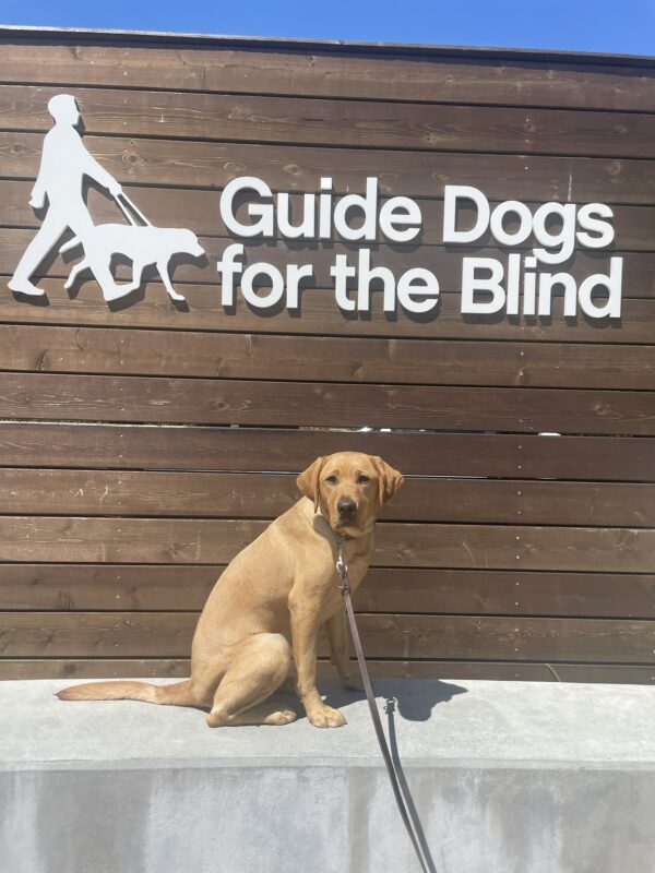 Jovie poses in front of a wooden sign bearing Guide Dogs for the Blind's logo. She is sitting looking at the camera. Blue sky can be seen in the background.
