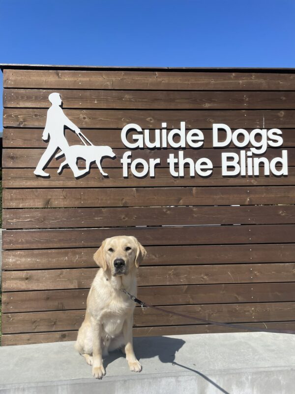 Langston poses in front of a wooden sign bearing Guide Dogs for the Blind's logo. He is sitting looking at the camera. Blue sky can be seen in the background.