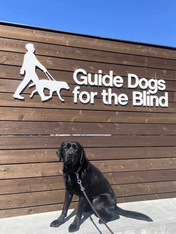 Navarone poses in front of a wooden sign bearing Guide Dogs for the Blind's logo. He is sitting looking at the camera. Blue sky can be seen in the background.