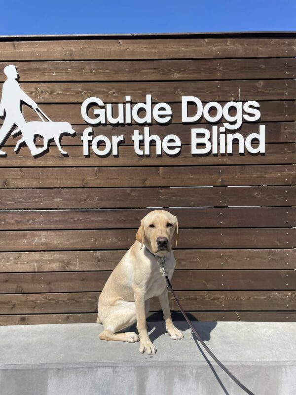 Orson poses in front of a wooden sign bearing Guide Dogs for the Blind's logo. He is sitting looking at the camera. Blue sky can be seen in the background.