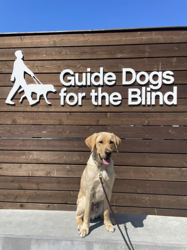 Provo poses in front of a wooden sign bearing Guide Dogs for the Blind's logo. He is sitting looking off camera. Blue sky can be seen in the background.