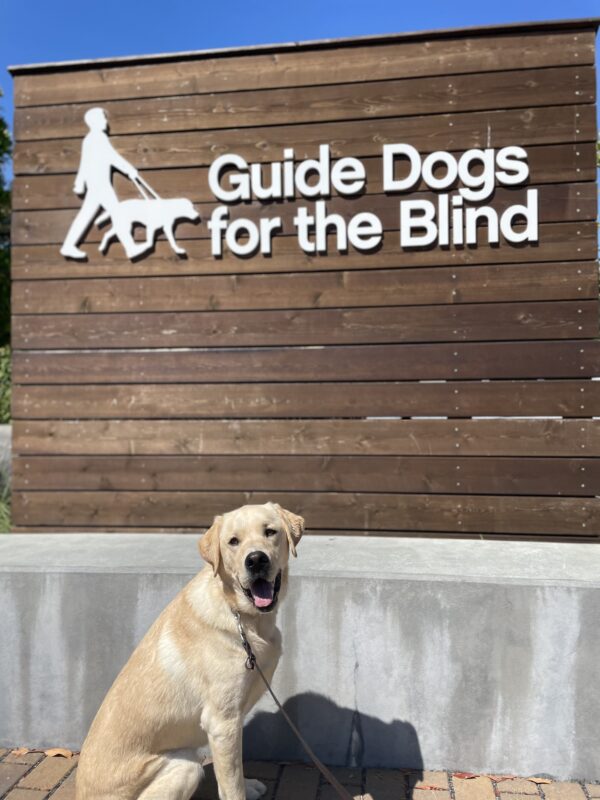 Rigby poses in front of a wooden sign bearing Guide Dogs for the Blind's logo. He is sitting looking at the camera. Blue sky can be seen in the background.