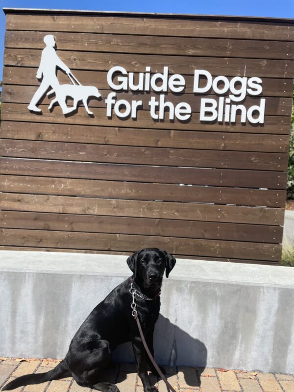 Tamarind poses in front of a wooden sign bearing Guide Dogs for the Blind's logo. She is sitting looking at the camera. Blue sky is visible in the background.