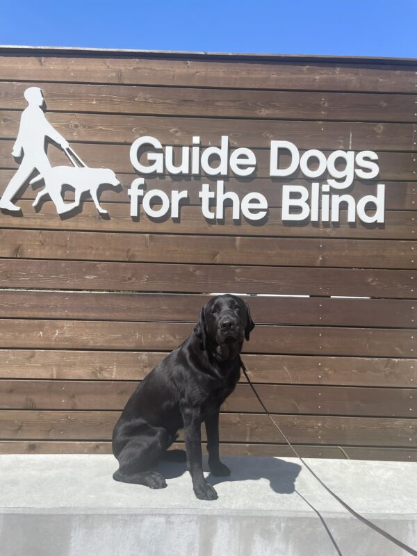 Wiley poses in front of a wooden sign bearing Guide Dogs for the Blind's logo. He is sitting looking at the camera.