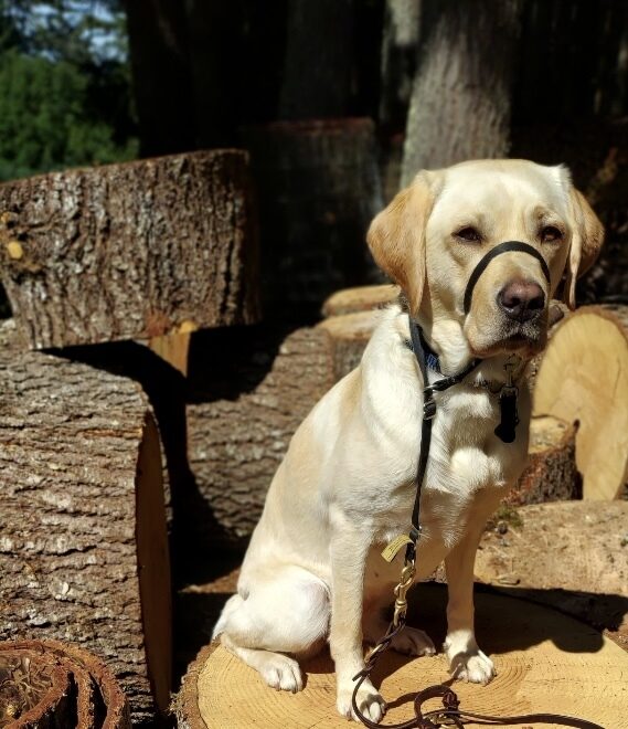 Janessa is sitting on a wood round while wearing a black head collar. There are other large wood rounds in the background.