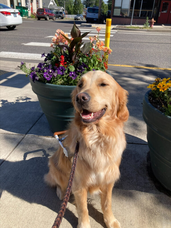 Golden Retriever, male Lion is pictured in harness between two green planter pots full of flowering plants. The background is a street with the white lines of a crosswalk. Lion is sitting facing slightly left of the camera with his mouth open and his eyes a little closed in the bright sunlight.