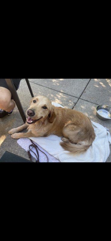 Golden Retriever, male Lion is picture lying down on a white blanket beside a chair at an outdoor venue. He is looking up at the camera with his mouth open appearing to have a big smile on his face. In the background is a metal bowl full of water.