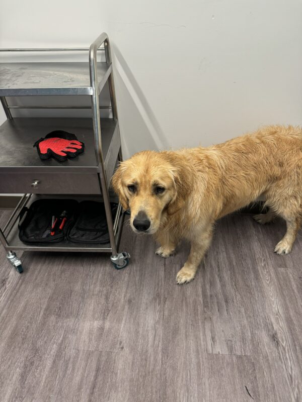 Finland stands next to a metal grooming cart with various grooming tools after enjoying a bath. His coat is still slightly wet and he is looking up at the camera.