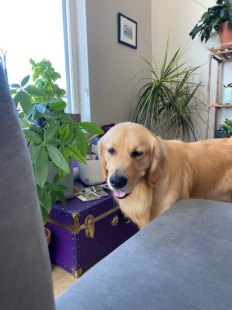 Finland stands in a living room setting in his foster care home. A grey couch and various green houseplants are pictured.